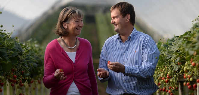 Windmill Hill Fruits