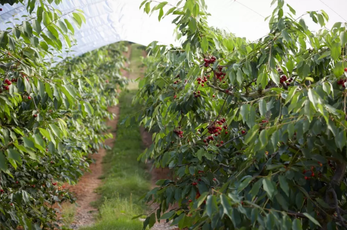 LOWER HOPE FRUIT LIMITED